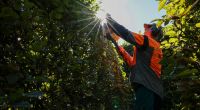 Heckenschnitt im Herbst