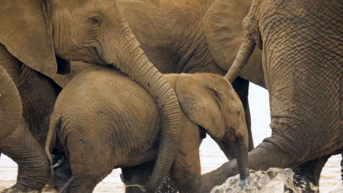 "Die Odyssee der Tiere" bei Arte im LiveStream und TV Folge 1 der