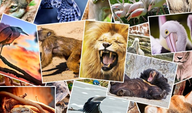 Aktuelle Nachrichten rund um das Thema Tiere lesen Sie hier auf news.de (Symbolbild).