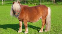 Ein Mann wurde im Harz angeblich beim Ponymissbrauch erwischt.