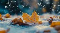 Wie wird das Wetter im November 2024?