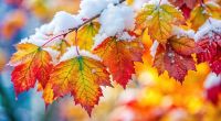 Erneut prophezeit ein Wettermodell einen Wintereinbruch im November.