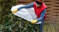 Empfindliche Pflanzen sollten jetzt vor Frost geschützt werden