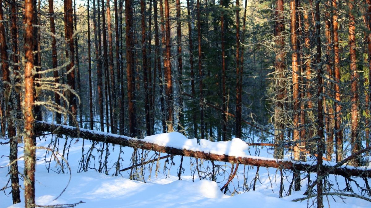 Der belgische YouTuber Storm De Beul erfror einsam in Lappland (Symbolbild). Der belgische YouTuber Storm De Beul erfror einsam in Lappland (Symbolbild). (Foto)