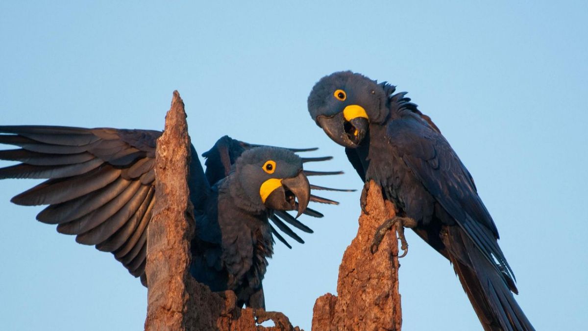 Wildes Brasilien bei 3sat (Foto)