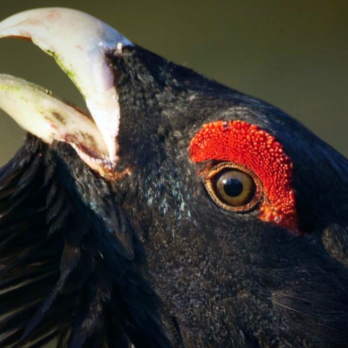Wiederholung der Naturreihe im TV und online