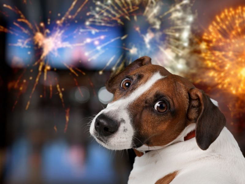 Silvester mit Haustieren überstehen: So wird der Böller-Lärm für Ihr Tier nicht zur Qual