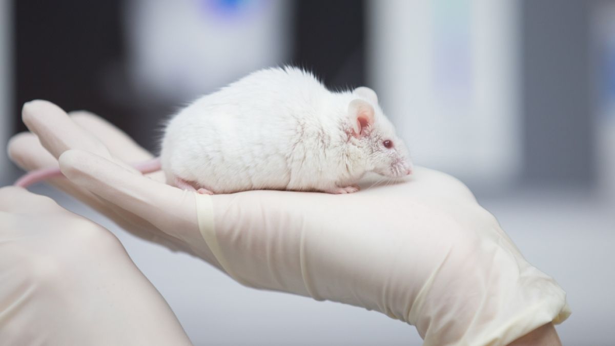 Bei Tierversuchen zur Wundheilung mit dem Gen-Zucker Desoxyribose konnte ein verblüffendes Haarwachstum festgestellt werden. (Foto)