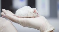 Bei Tierversuchen zur Wundheilung mit dem Gen-Zucker Desoxyribose konnte ein verblüffendes Haarwachstum festgestellt werden.