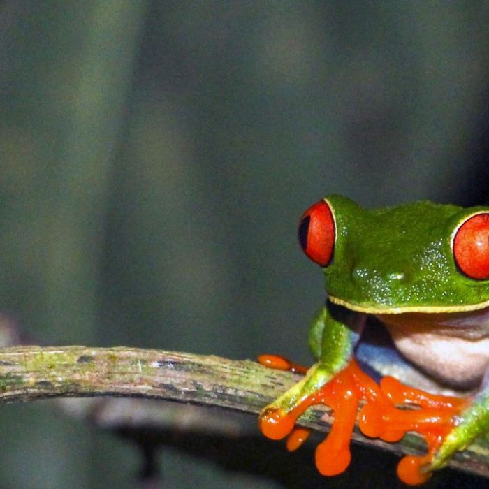 Wiederholung der Naturreihe im TV und online