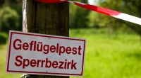 Der jüngste Ausbruch der Vogelgrippe, auch als Geflügelpest bekannt, alarmiert Forschende und schürt die Angst vor einer unmittelbar bevorstehenden Pandemie.