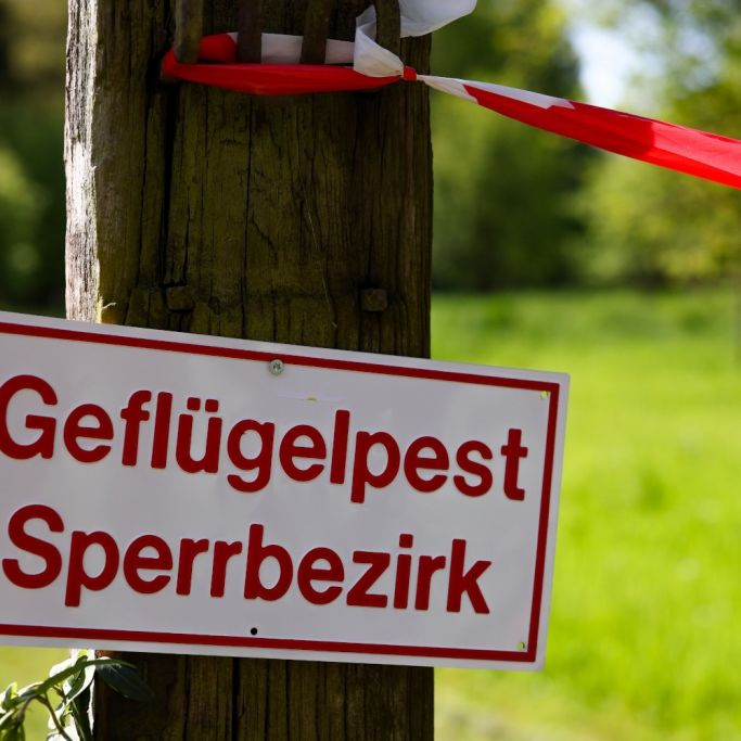 Steht das Vogelgrippe-Virus kurz vor der nächsten Pandemie?