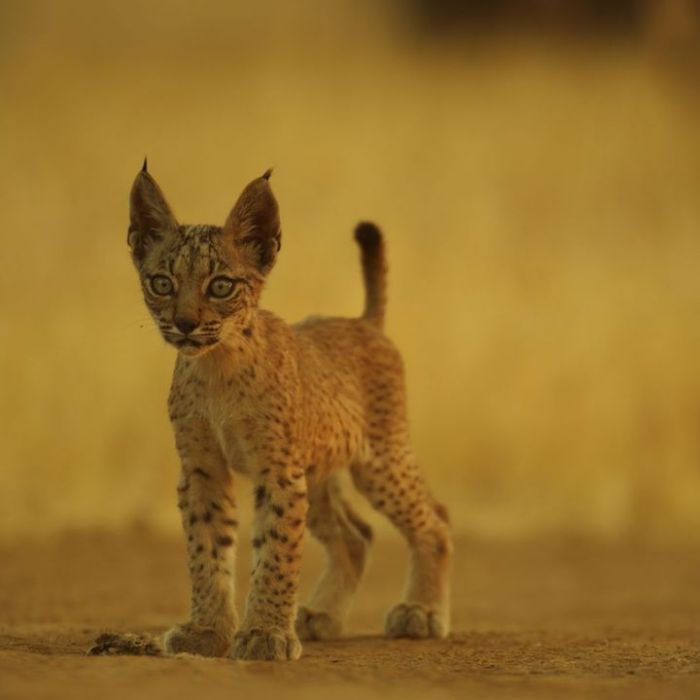 Wiederholung der Tierdoku im TV und online