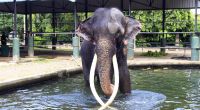 Die hautnahe Begegnung mit einem Elefanten endete für eine 22-jährige Thailand-Urlauberin tödlich (Symbolfoto).