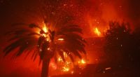 Das Palisades-Feuer verbrennt Bäume und Häuser im Stadtteil Pacific Palisades.