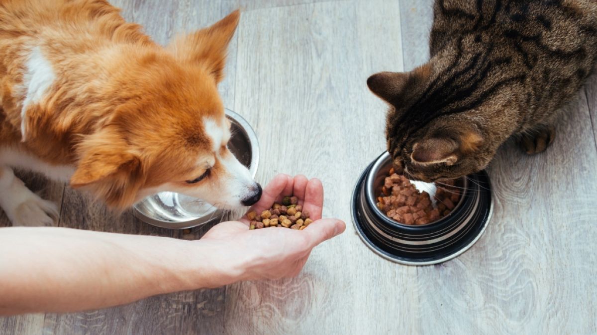 Haustierbesitzer aufgepasst: Aktuell ruft das Unternehmen Fressnapf mehrere Sorten Trockenfutter für Hunde und Katzen zurück (Symbolfoto). (Foto)