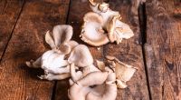 Vegan Kochen nach Jahreszeiten: Austernpilze lassen sich perfekt für Fleischersatz verarbeiten.