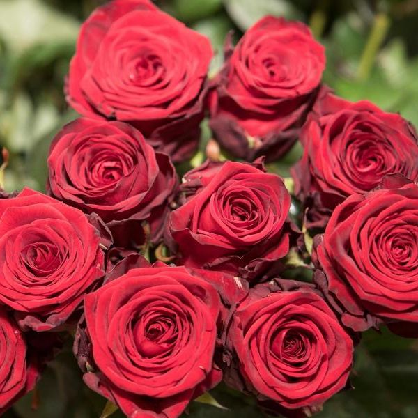 Schluss mit Klischees: Das perfekte Valentinstagsgeschenk für jedermann