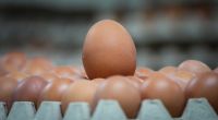 Eier sind extrem reich an Eiweiß - das können Sie zu bestimmten Zeiten zu Ihrem Vorteil nutzen.