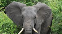 Im Krüger-Nationalpark in Südafrika kam es zu einem tödlichen Zwischenfall mit einem Elefanten (Symbolfoto).