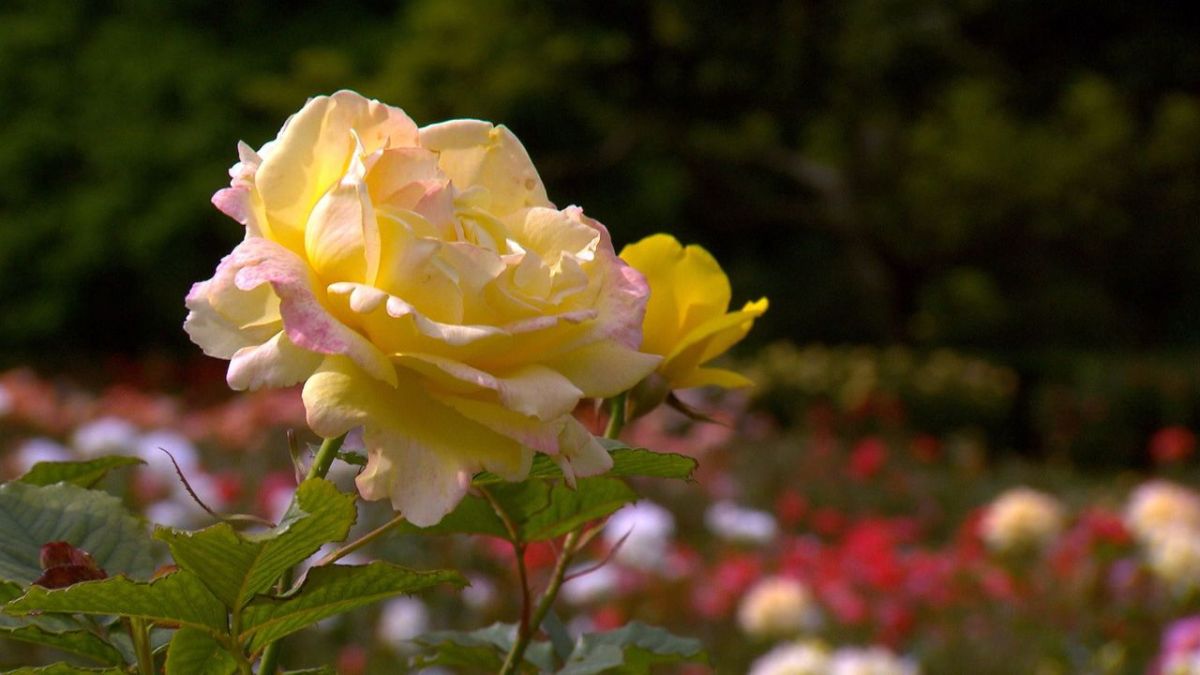 Königliche Gärten an der Nordsee bei 3sat (Foto)