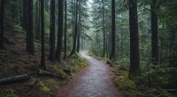 In einem Wald wurde der Junge zweimal vergewaltigt.