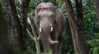 Ein Elefant tötete in Indien einen deutschen Urlauber (77). (Symbolfoto)