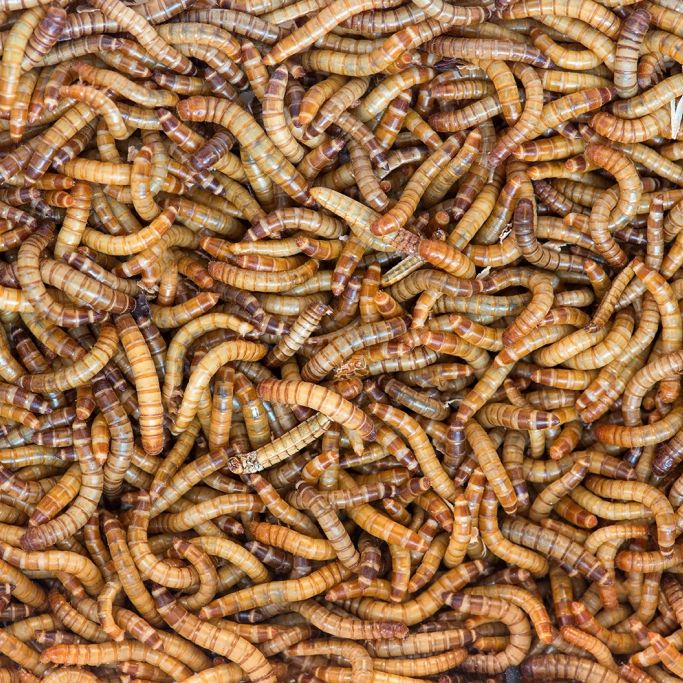 Mehlwurm-Pulver ab 10. Februar in Backwaren? Das müssen Sie wissen