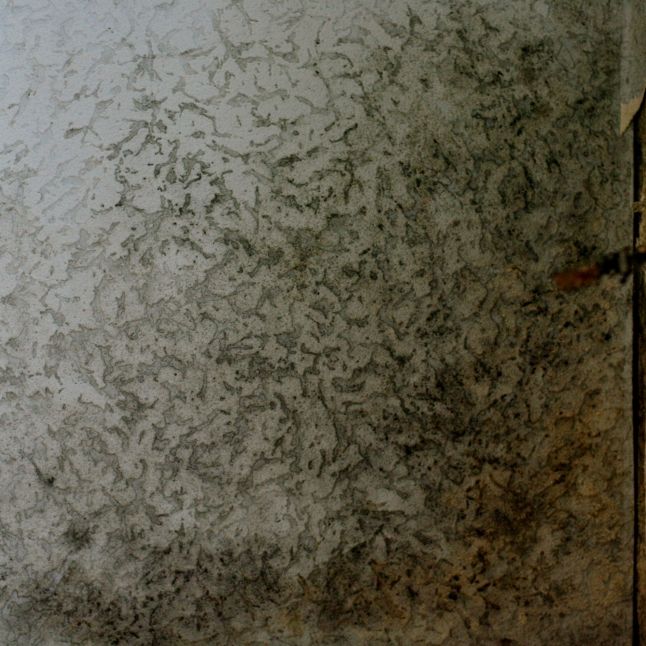 Wann Experten gegen Schimmel in Innenräumen gefragt sind
