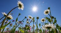 Laut einigen Wettermodellen wird es im Frühling sommerlich warm werden.