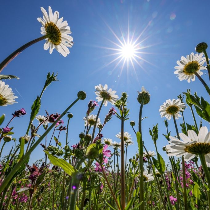 Hochsommer im Frühling - Wetter-Modelle besorgen Expert:innen