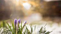 Wie soll das Wetter im März 2025 werden?