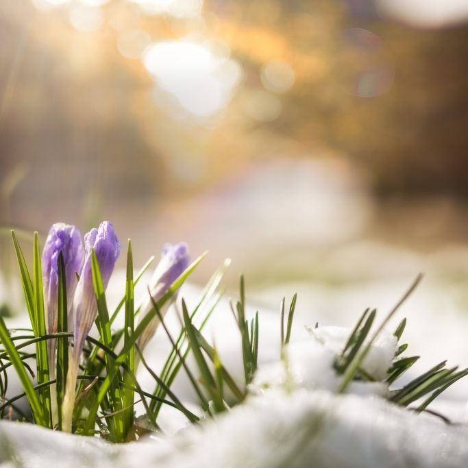 Äußerst warmer Frühlingsauftakt? Meteorologen prophezeien 22-Grad-Kracher