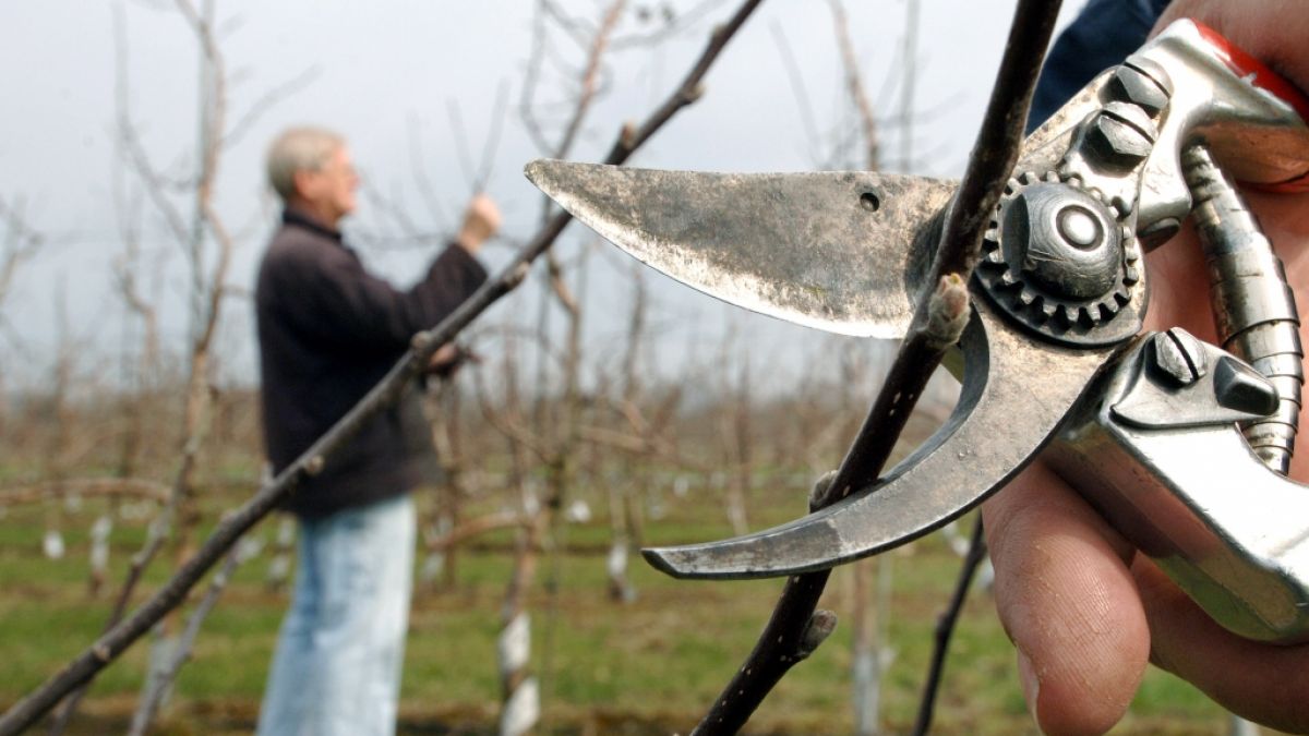 Darauf müssen Sie beim Baum- und Heckenschnitt im Frühjahr achten (Foto)