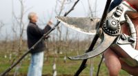 Darauf müssen Sie beim Baum- und Heckenschnitt im Frühjahr achten