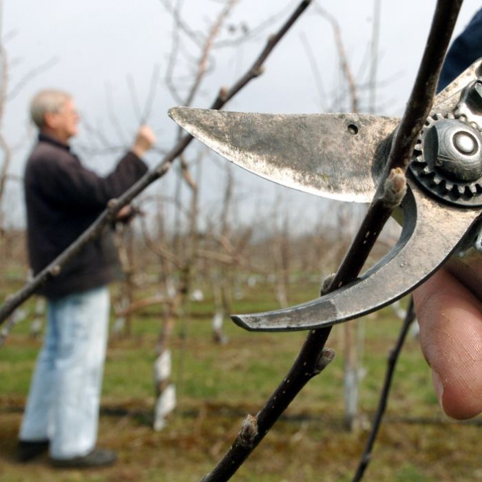 Bei Baum- und Heckenschnitt drohen jetzt teure Strafen!