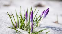 Wie wird das Wetter im März 2025?