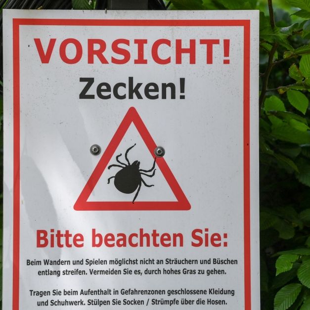RKI nennt neue FSME-Risikogebiete: Hier sind die Blutsauger auf dem Vormarsch