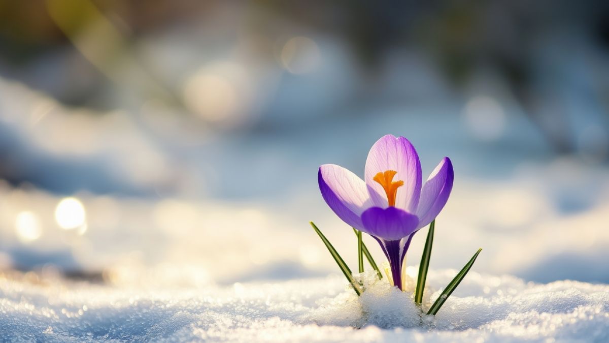 Der Winter kehrt Mitte März nach Deutschland zurück. Der Winter kehrt Mitte März nach Deutschland zurück. (Foto)
