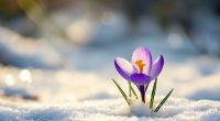 Der Winter kehrt Mitte März nach Deutschland zurück.