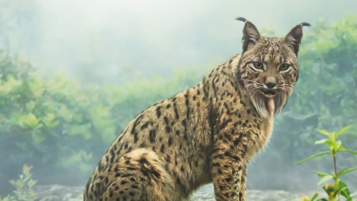 Sieben Kontinente - Ein Planet bei ZDFneo (Foto)
