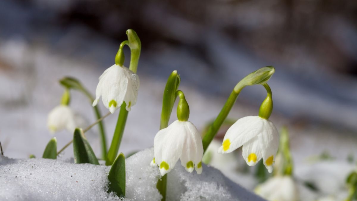 Mitte März kehrt der Winter für ein paar Tage nach Deutschland zurück. Mitte März kehrt der Winter für ein paar Tage nach Deutschland zurück. (Foto)