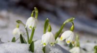 Mitte März kehrt der Winter für ein paar Tage nach Deutschland zurück.