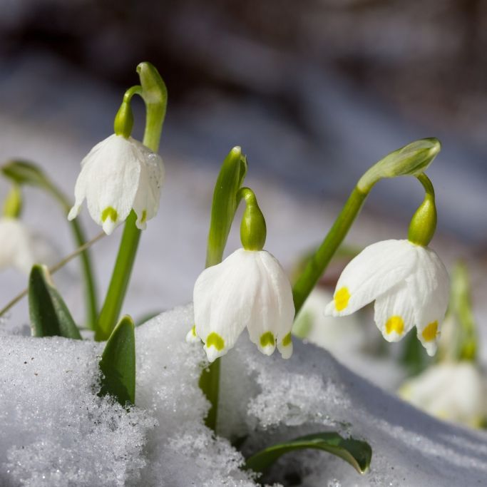 Meteorologen warnen vor Schnee - Kracht der Märzwinter nach Deutschland?