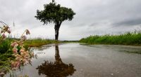 Laut Wettermodellen könnte es im Frühling nach der Hitze nun zu kalten Temperaturen und viel Regen kommen.