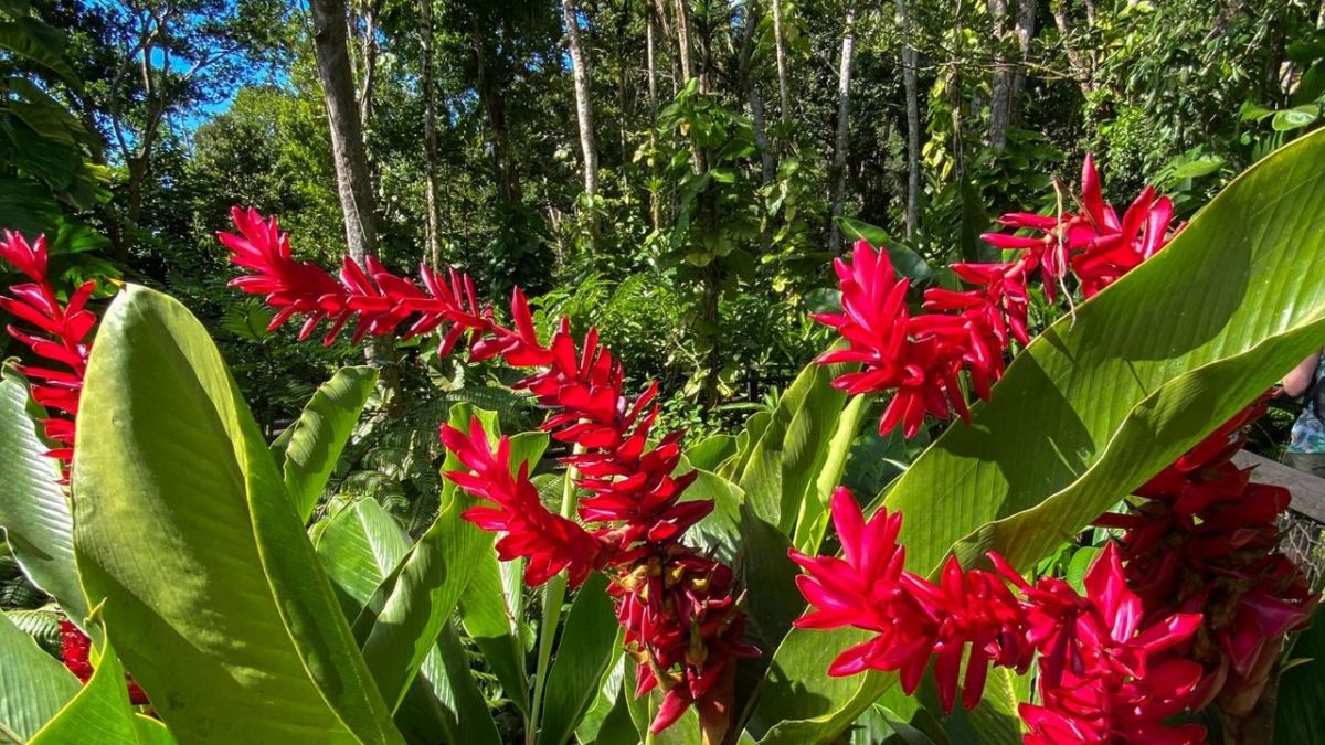#"Karibische Gartenträume hinaus Guadeloupe" c/o 3sat im Stream und TV: Folge 10 jener Naturreportage