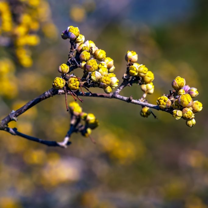 Frühling heizt sich auf - Meteorologen prophezeien ersten Sommertag