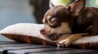 Die 27-Jährige missbrauchte ihren Chihuahua.