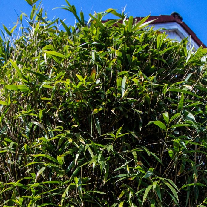 Der erbitterte Kampf an der Gartengrenze