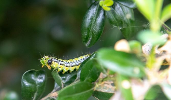 Die Raupen des Buchsbaumzünslers sind klein, grün und ziemlich verfressen.